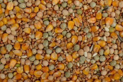 The Baits - Duivenvoer - 20kg