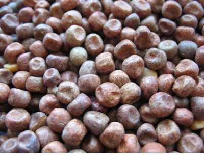 The Baits - Maple peas - 25kg