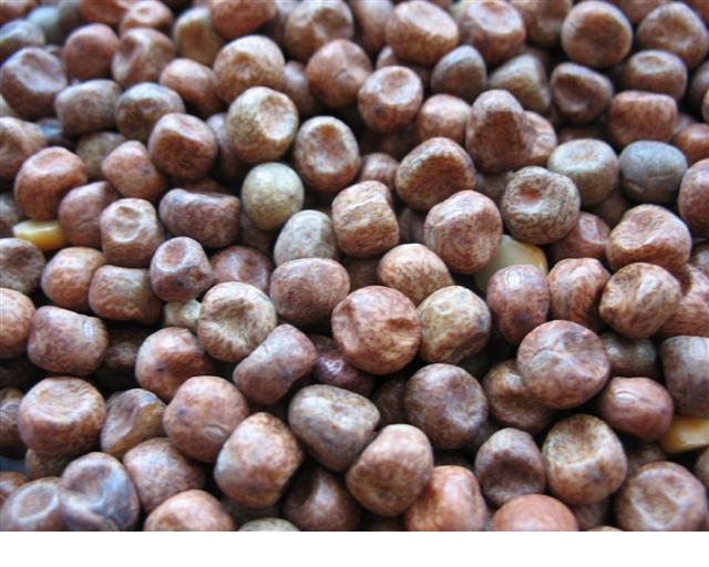 The Baits - Maple peas - 25kg