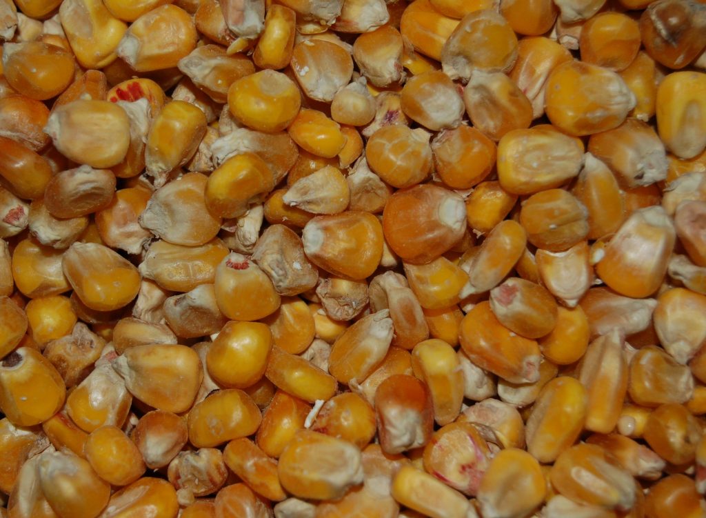 The Baits - Franse gele mais - 20kg